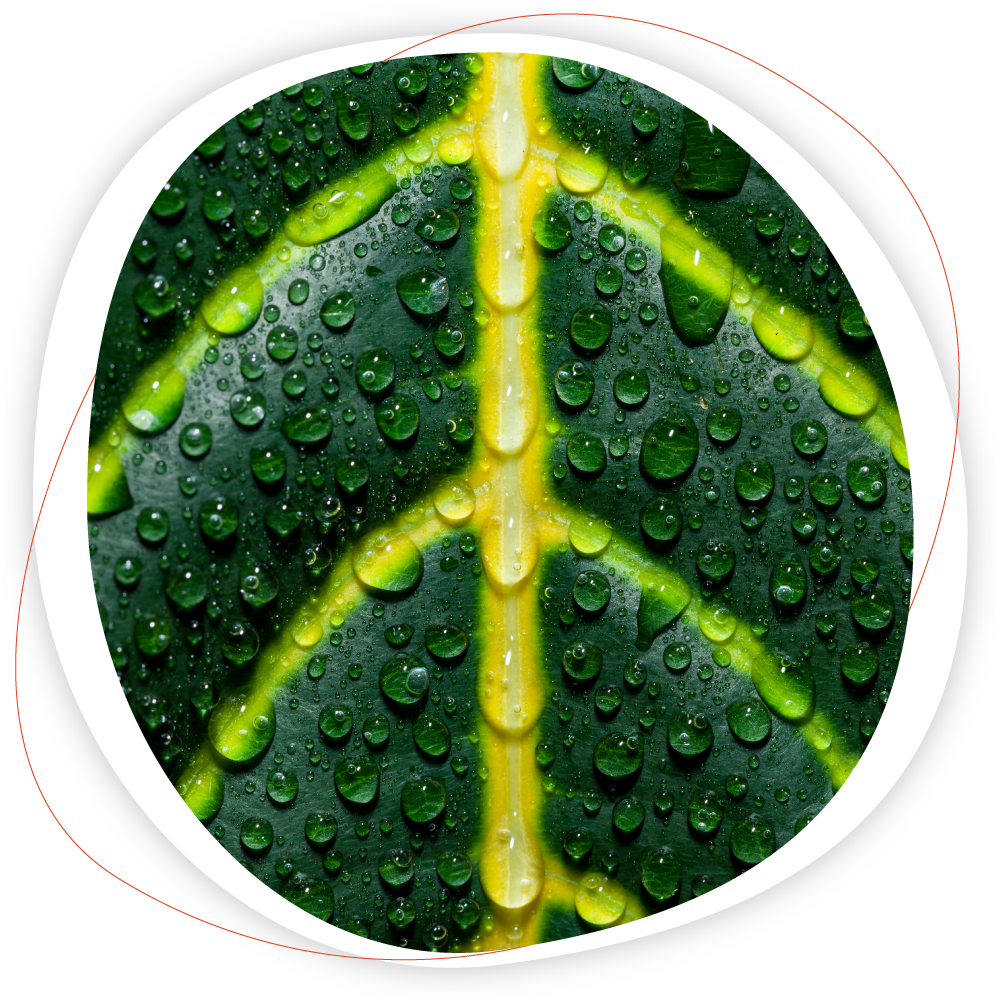 Installation Bio Fuel